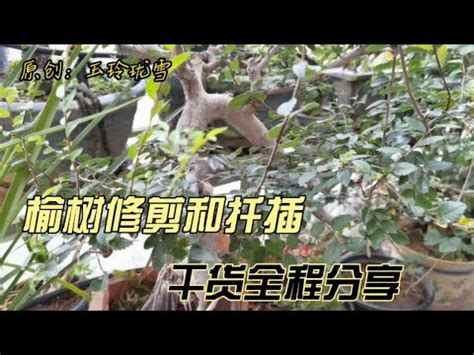 斑葉榆樹照顧|【斑葉榆樹照顧】斑葉榆樹照顧大揭秘！從種植、澆水。